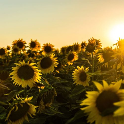 Sunflower Field