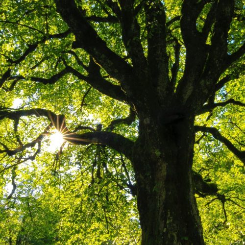 Trees & NFTs